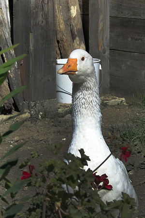 Eric-00172