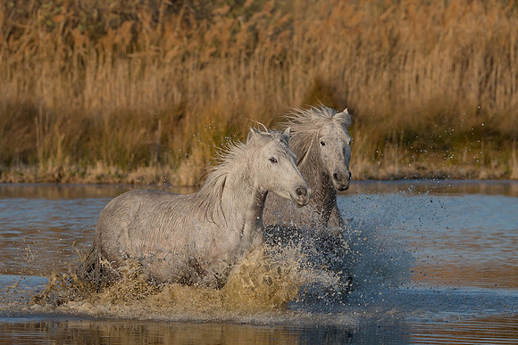 Eric-00267