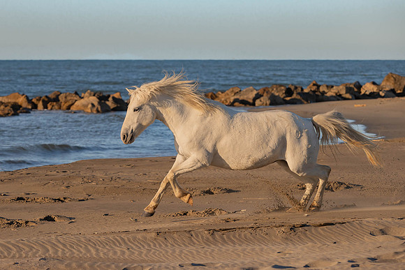 Eric-00741