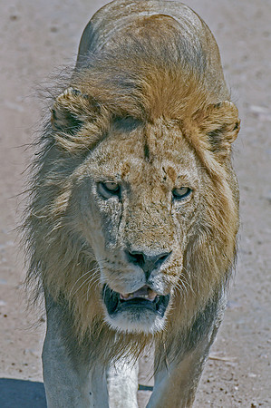 Eric-00344