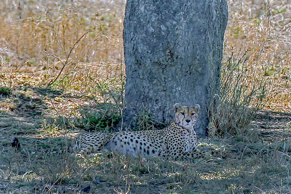 Eric-00349