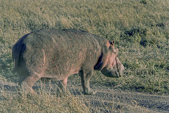 Eric-00454