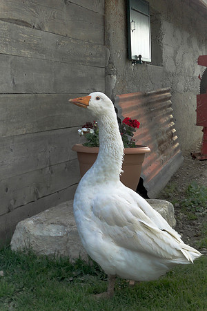 Eric-00279