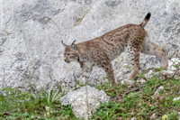 2012 Lynx
