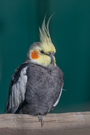 Eric-00051
