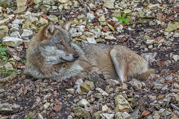 Eric-02502