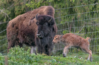 2011 Bisonneau