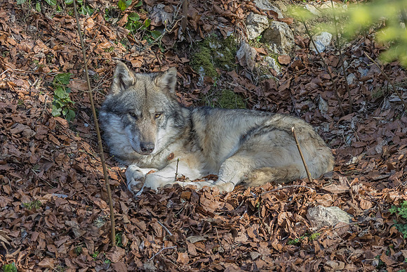 Eric-04054