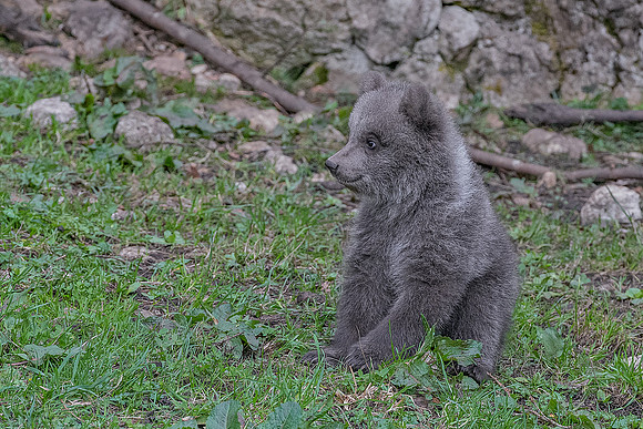 Eric-02412