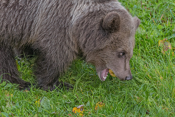 Eric-02475