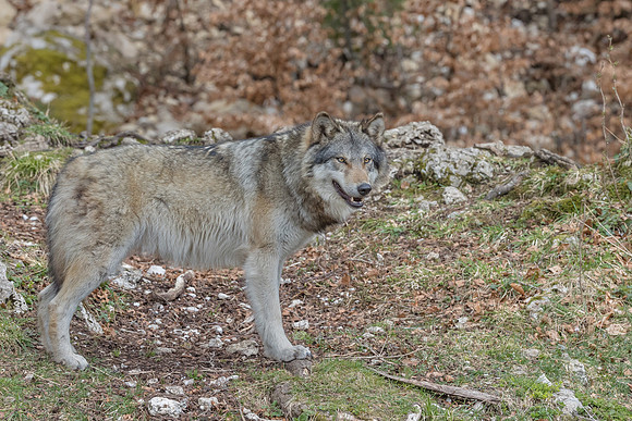 Eric-04006