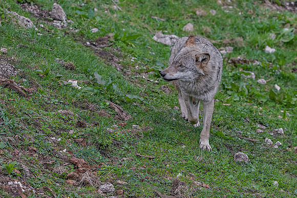 Eric-02406